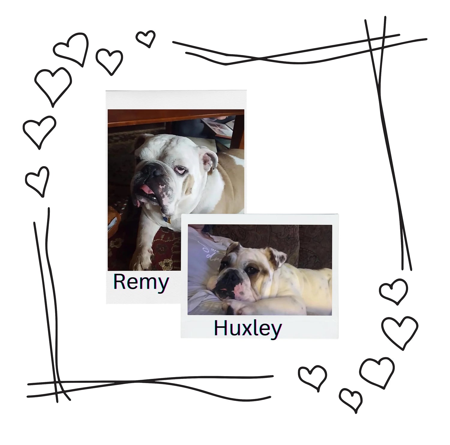 The Heartwarming Journey of Tipsy Bully: How A Woman's Love for Bulldogs Inspired a Mission