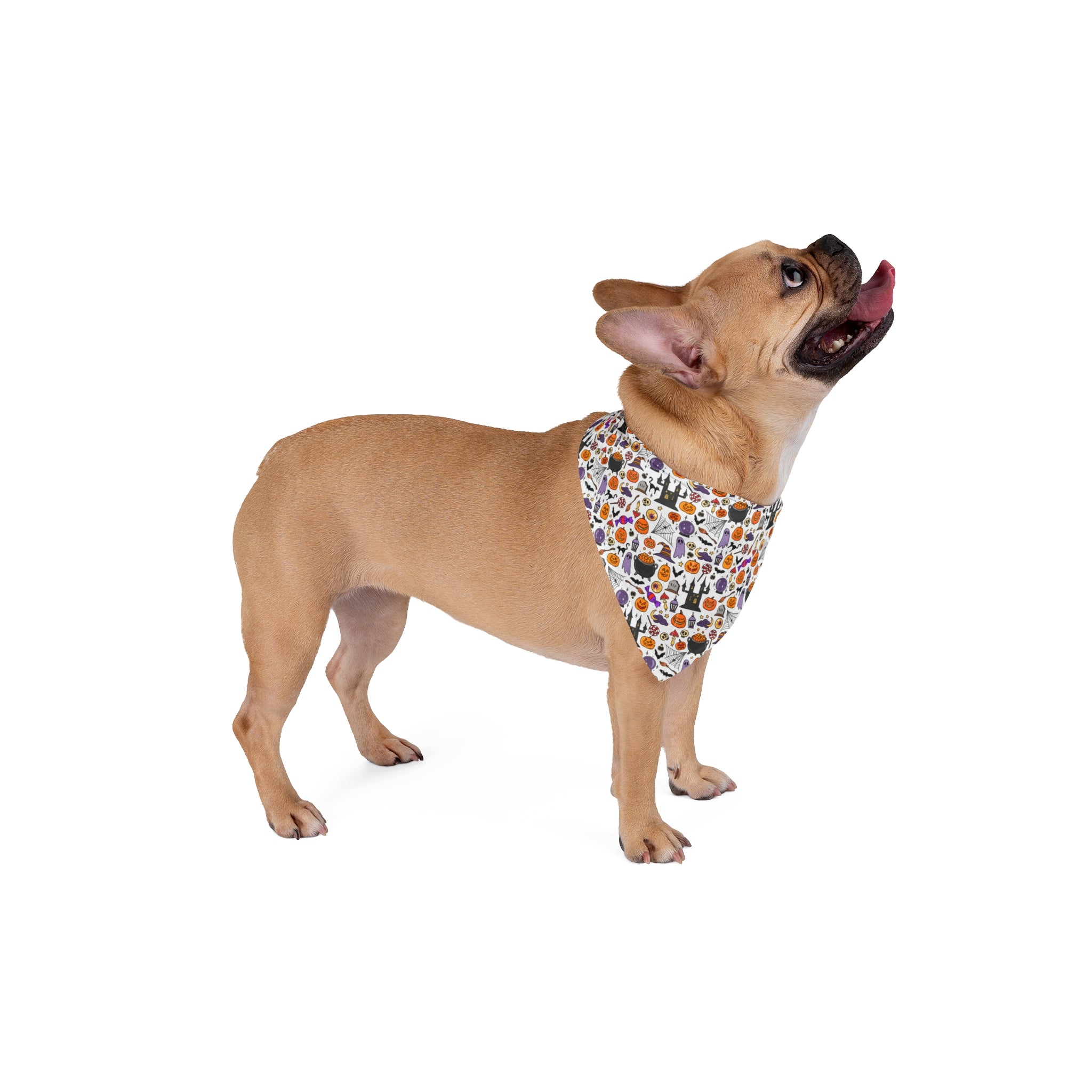 Halloween Bulldog Bandana (English/French/White/cauldron)