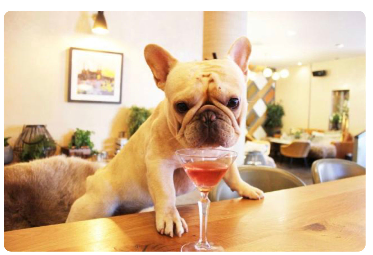 Mixology for Mutts: Non-Alcoholic Doggy Cocktails 🍹🐶