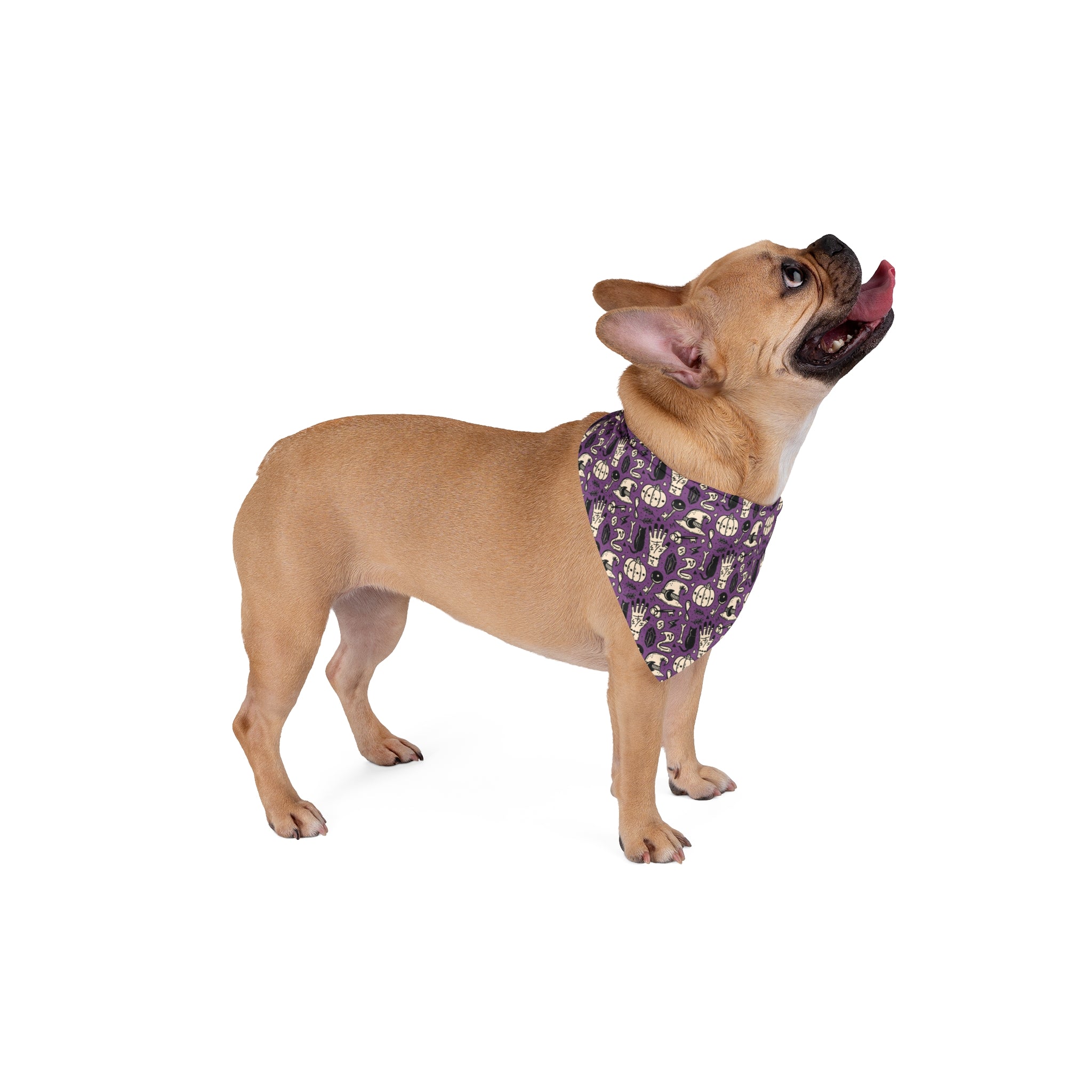 Halloween Bulldog Bandana (English/French/Purple/Witch Hat)