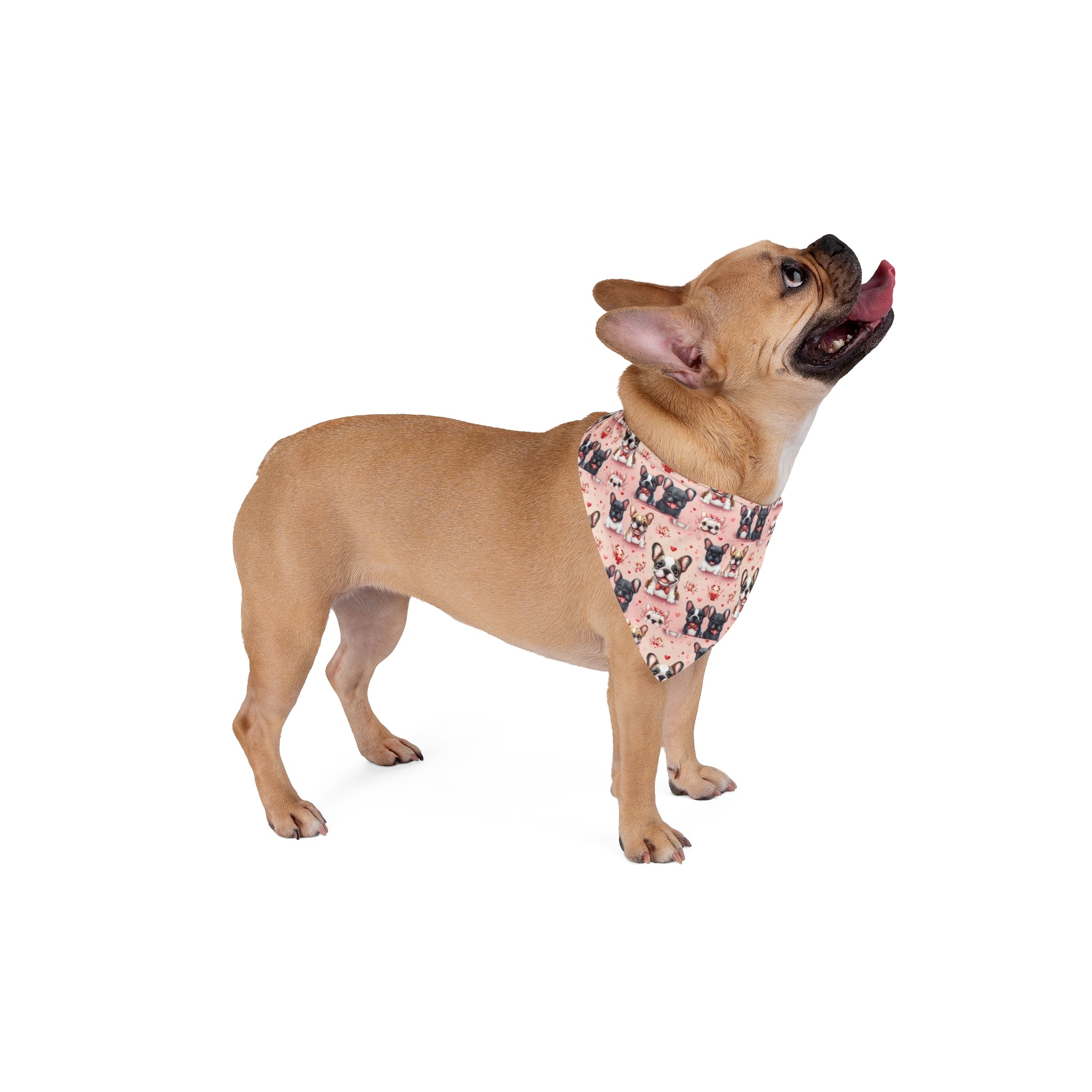 Valentine's Day Bulldog Dog Bandana: For the Love of Bulldogs (French)