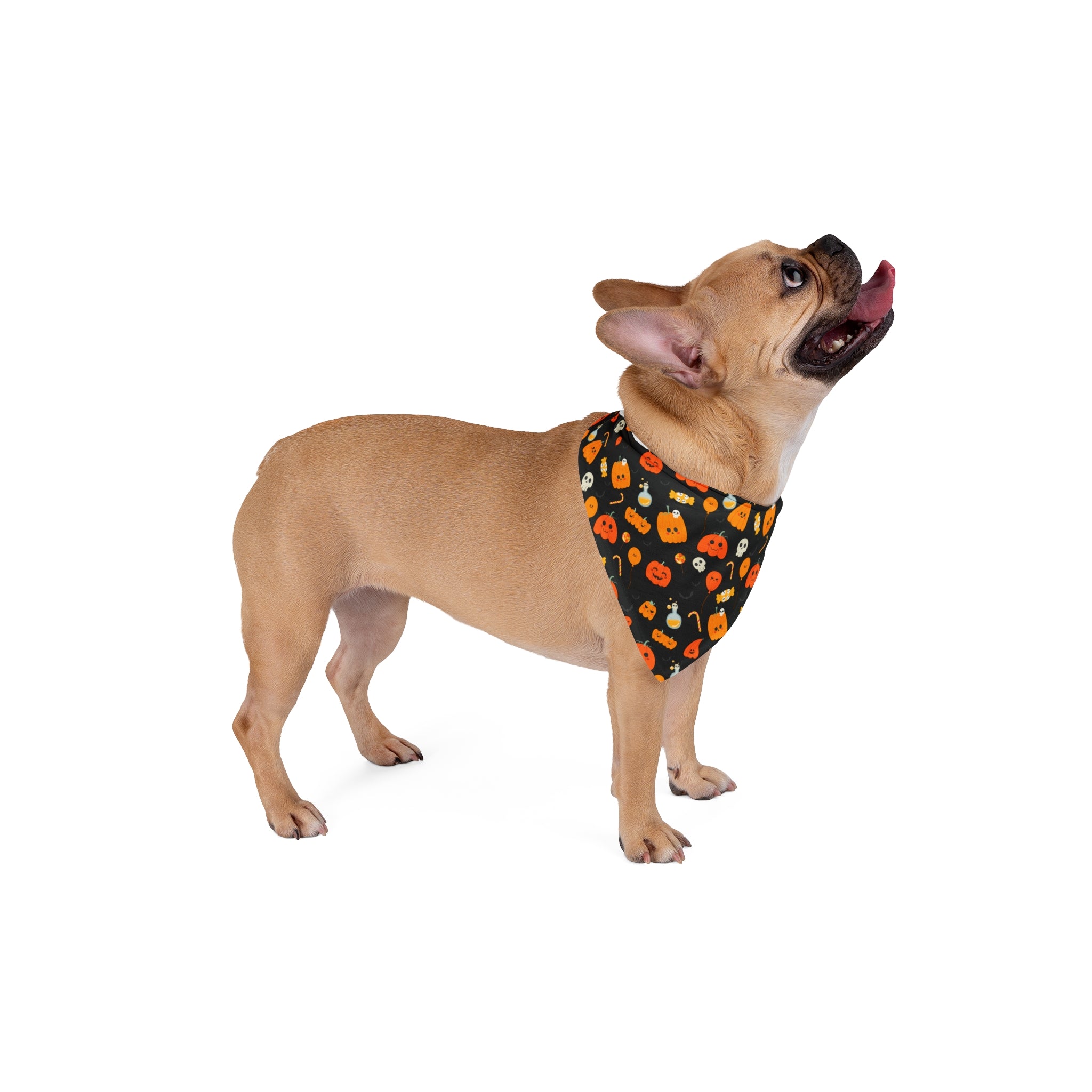 Halloween Bulldog Bandana (English/French/Black/Pumpkins)